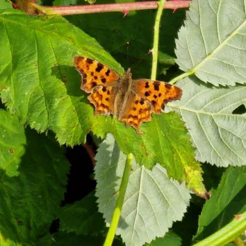 Comma butterfly on a leaf at our conservation project site