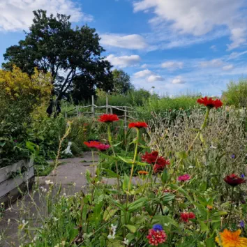 View of the horticulture and conservation project site