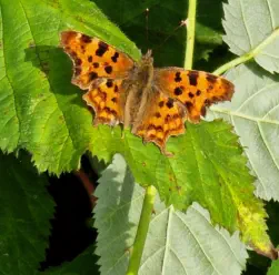 Comma butterfly on a leaf at our conservation project