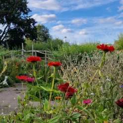 Red flowers and other plants on a sunny day at our horticulture and conservation project